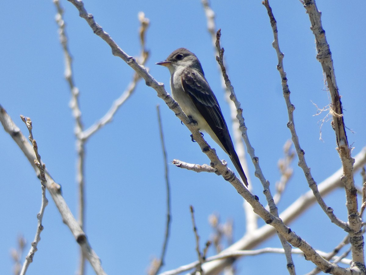 Western Wood-Pewee - ML619462779