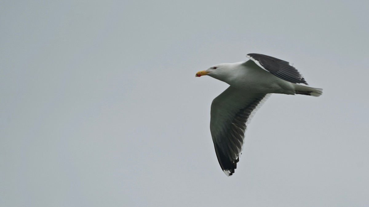 Great Black-backed Gull - Indira Thirkannad