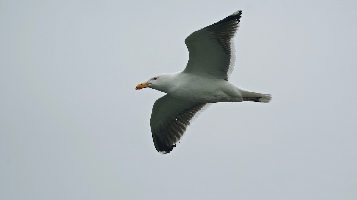 Great Black-backed Gull - Indira Thirkannad