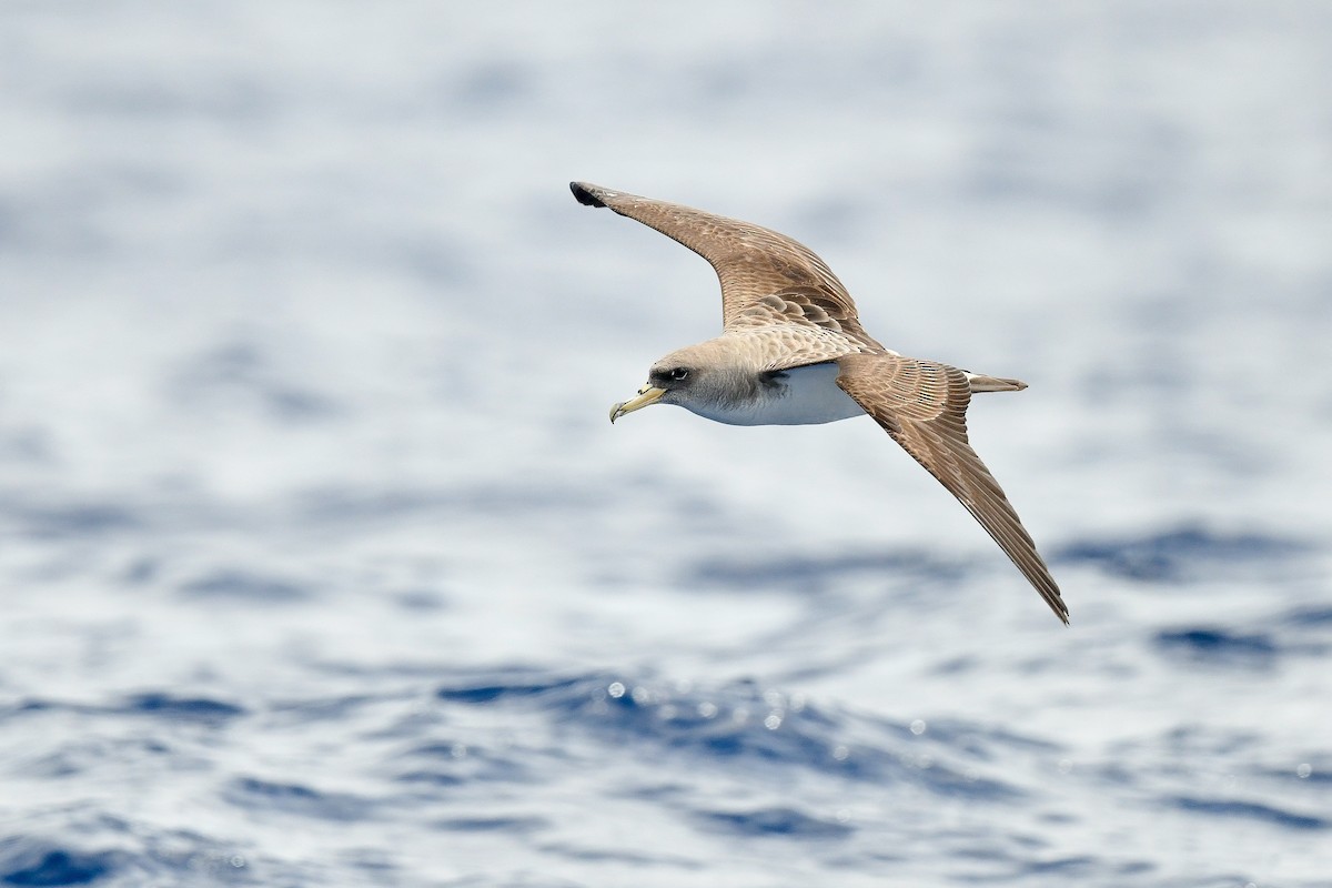 Cory's Shearwater (borealis) - Kate Sutherland