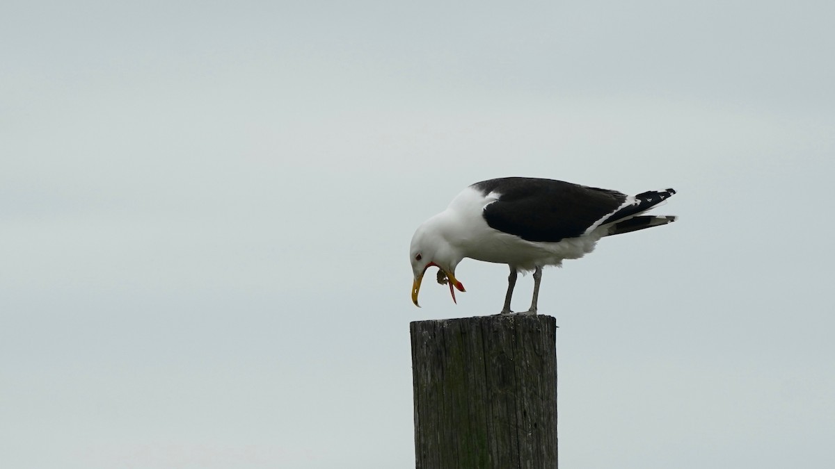 Great Black-backed Gull - Indira Thirkannad