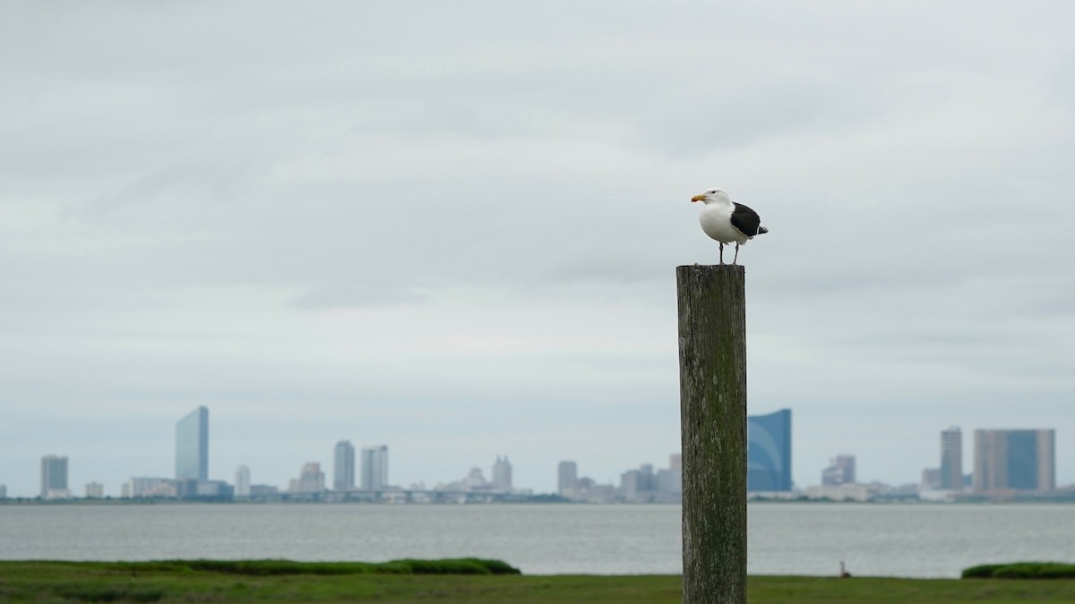 Great Black-backed Gull - Indira Thirkannad