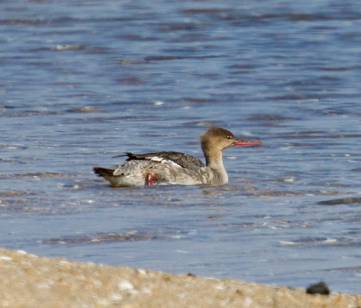 Red-breasted Merganser - ML619462796