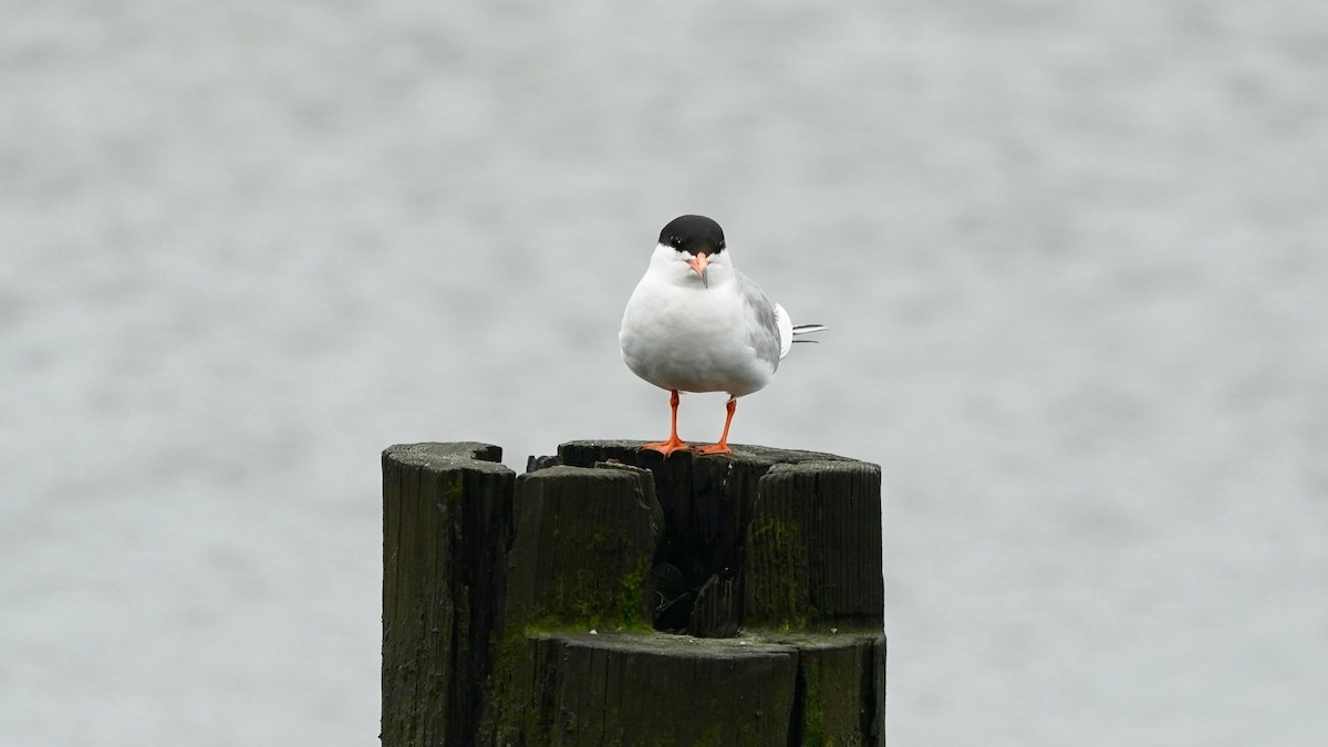 Forster's Tern - Indira Thirkannad