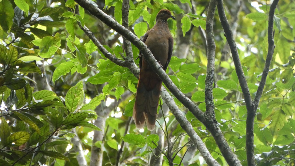 Brown Cuckoo-Dove - Morgan Pickering