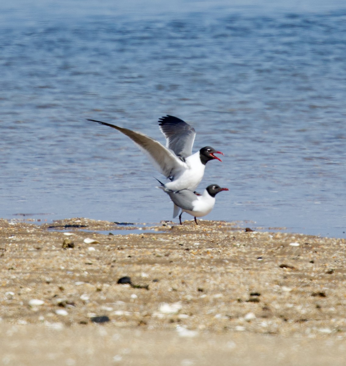 Laughing Gull - Michael Yellin