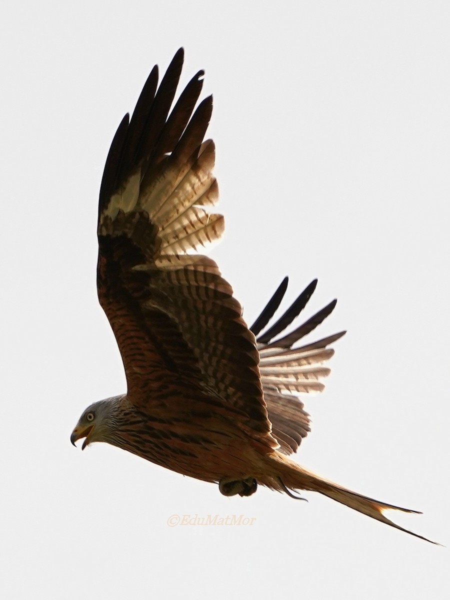 Red Kite - José Eduardo Mateos Moreno