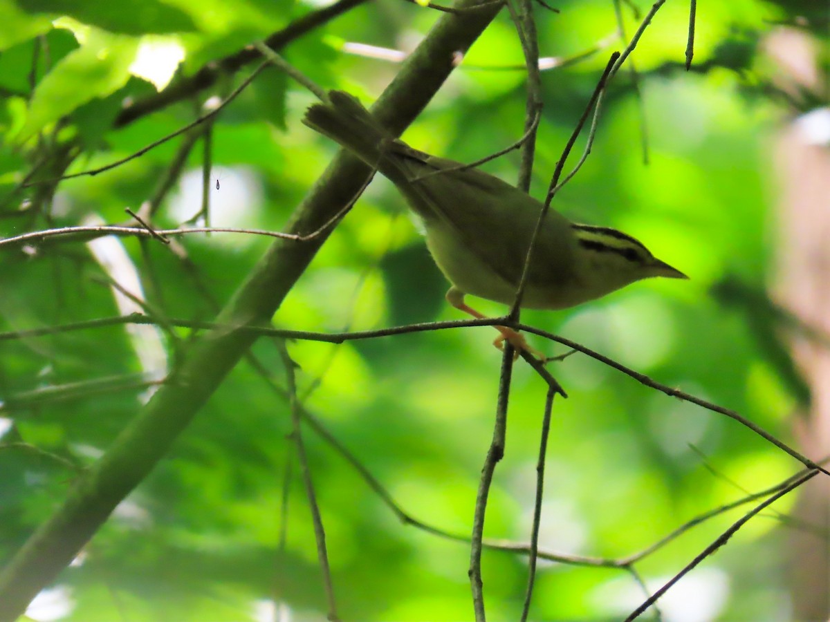 Worm-eating Warbler - Susan Wright