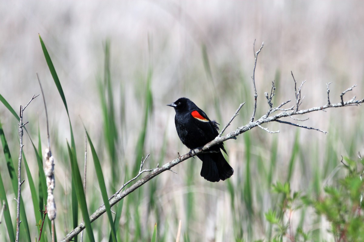 Red-winged Blackbird - ML619462812
