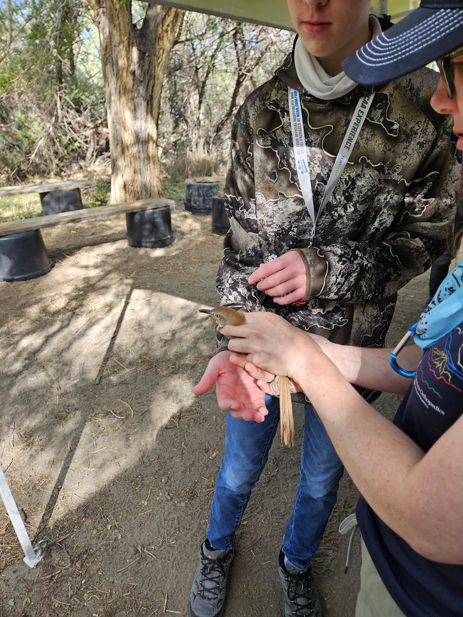 Brown Thrasher - Suzanne Schwartze