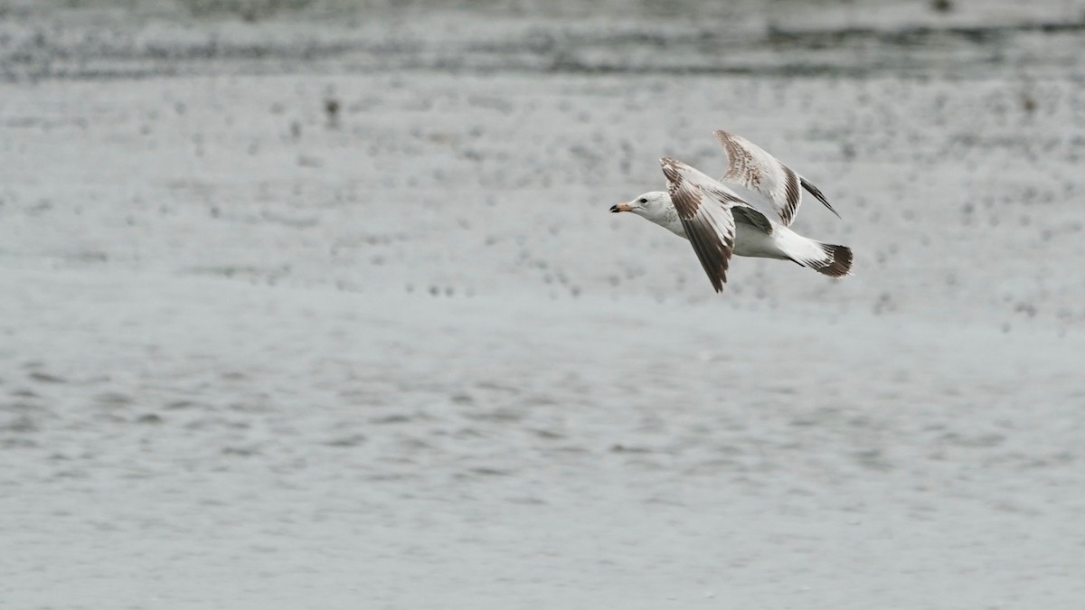 Ring-billed Gull - Indira Thirkannad