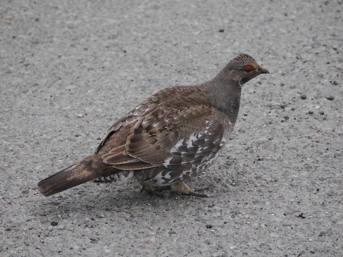 Dusky Grouse - Paul Linton