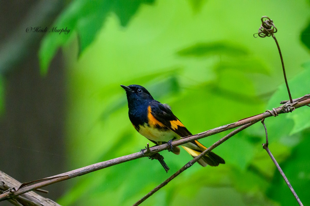 American Redstart - Heidi Murphy