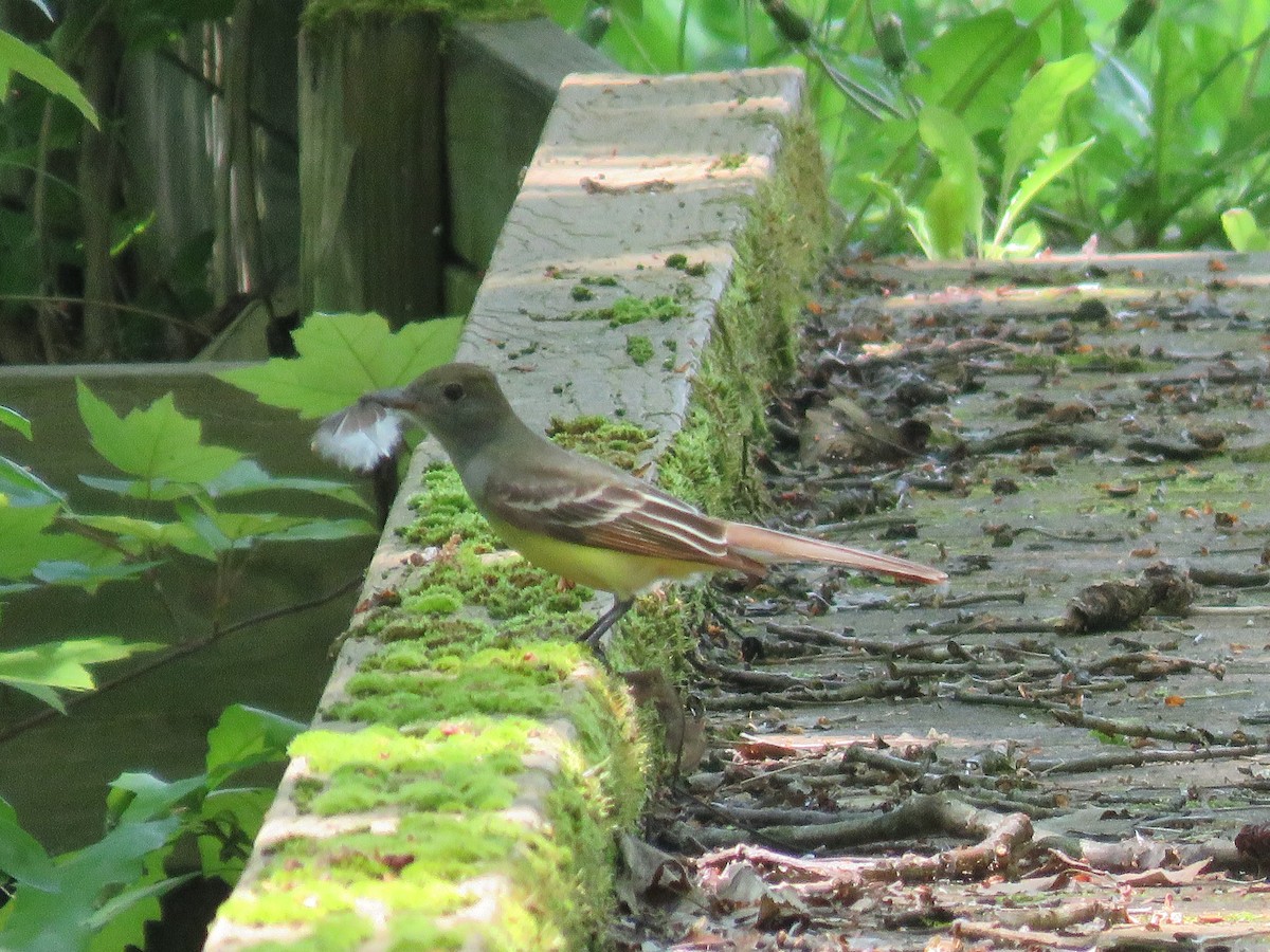 Great Crested Flycatcher - Rebecca Laroche