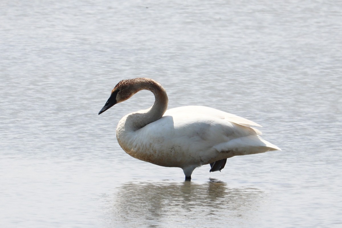 Trumpeter Swan - Molly Herrmann