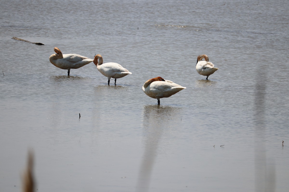 Trumpeter Swan - Molly Herrmann