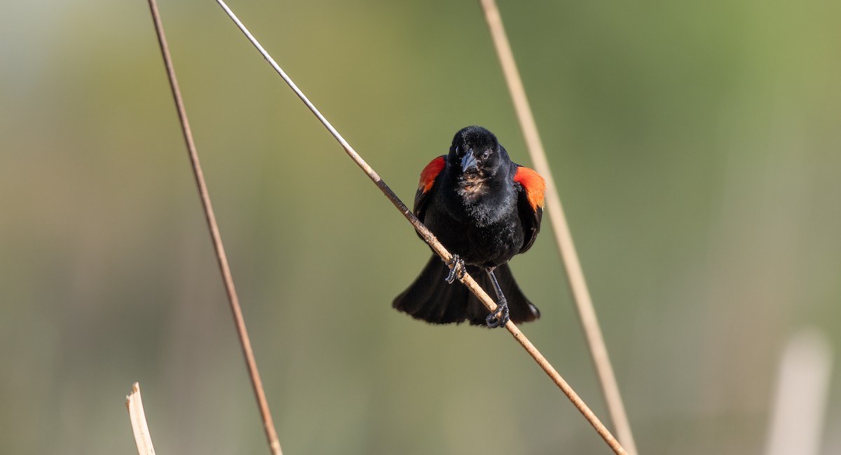 Red-winged Blackbird (Red-winged) - Michael Sadat