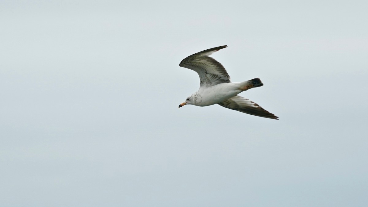 Ring-billed Gull - ML619462834