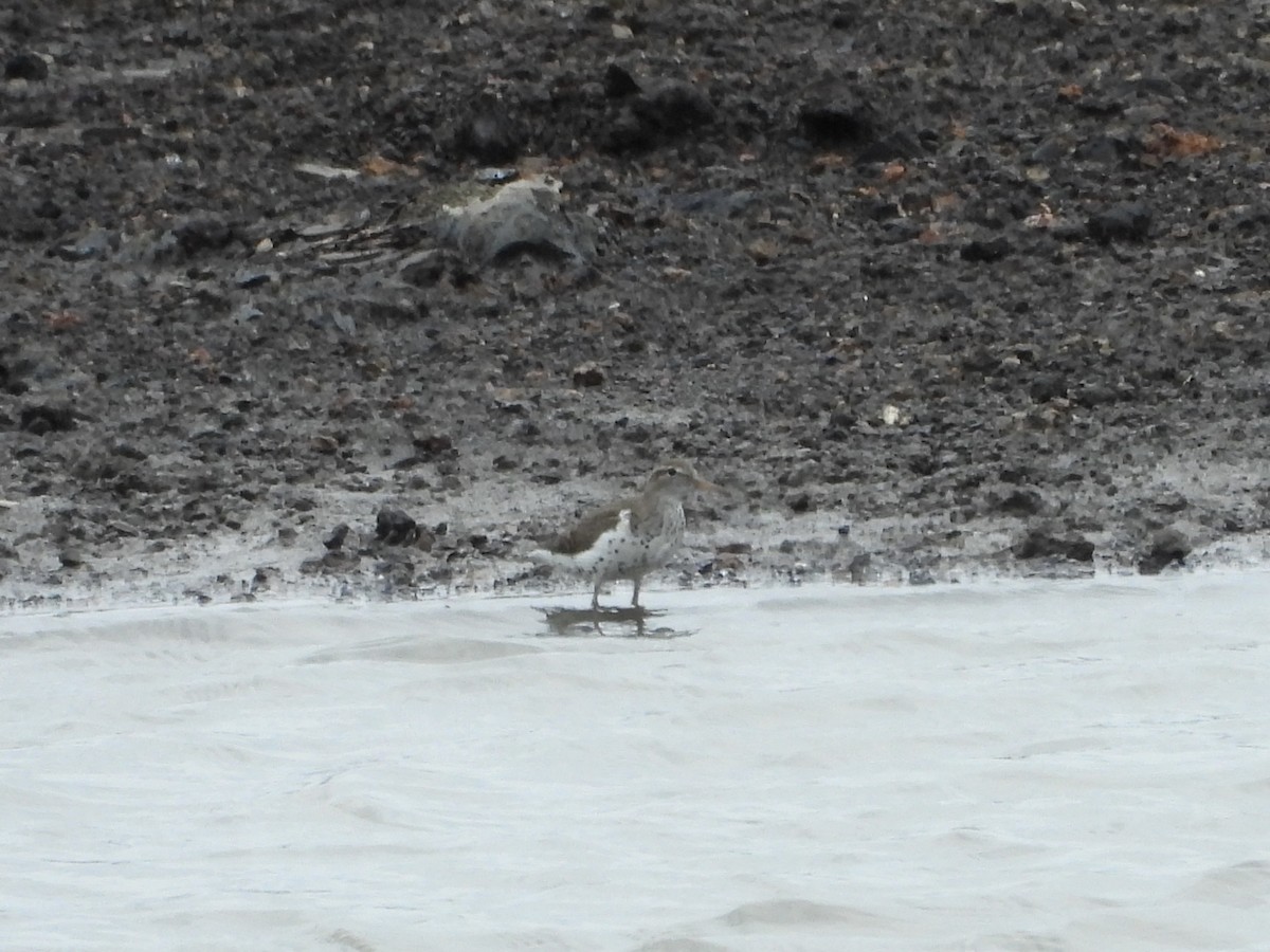 Spotted Sandpiper - Leann Henderson