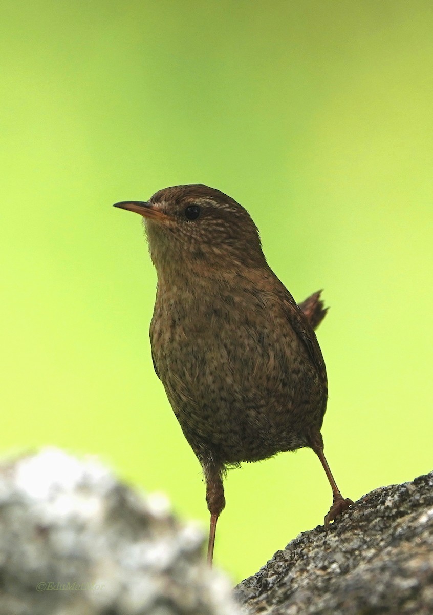 Eurasian Wren - José Eduardo Mateos Moreno