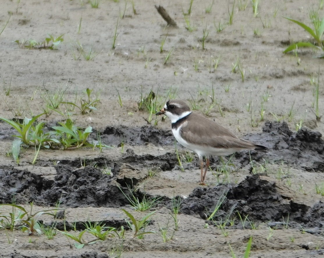 Semipalmated Plover - Michael DeWispelaere