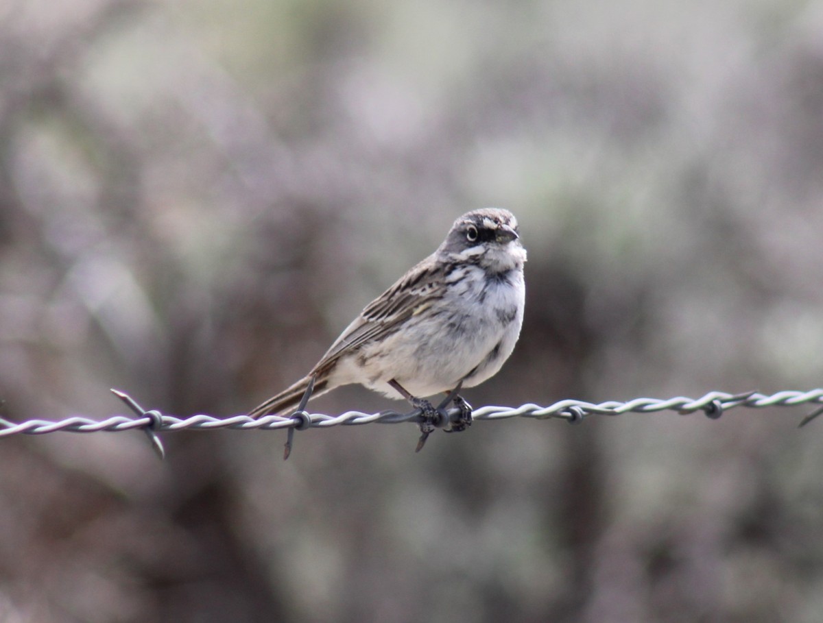Sagebrush Sparrow - Bill McIver