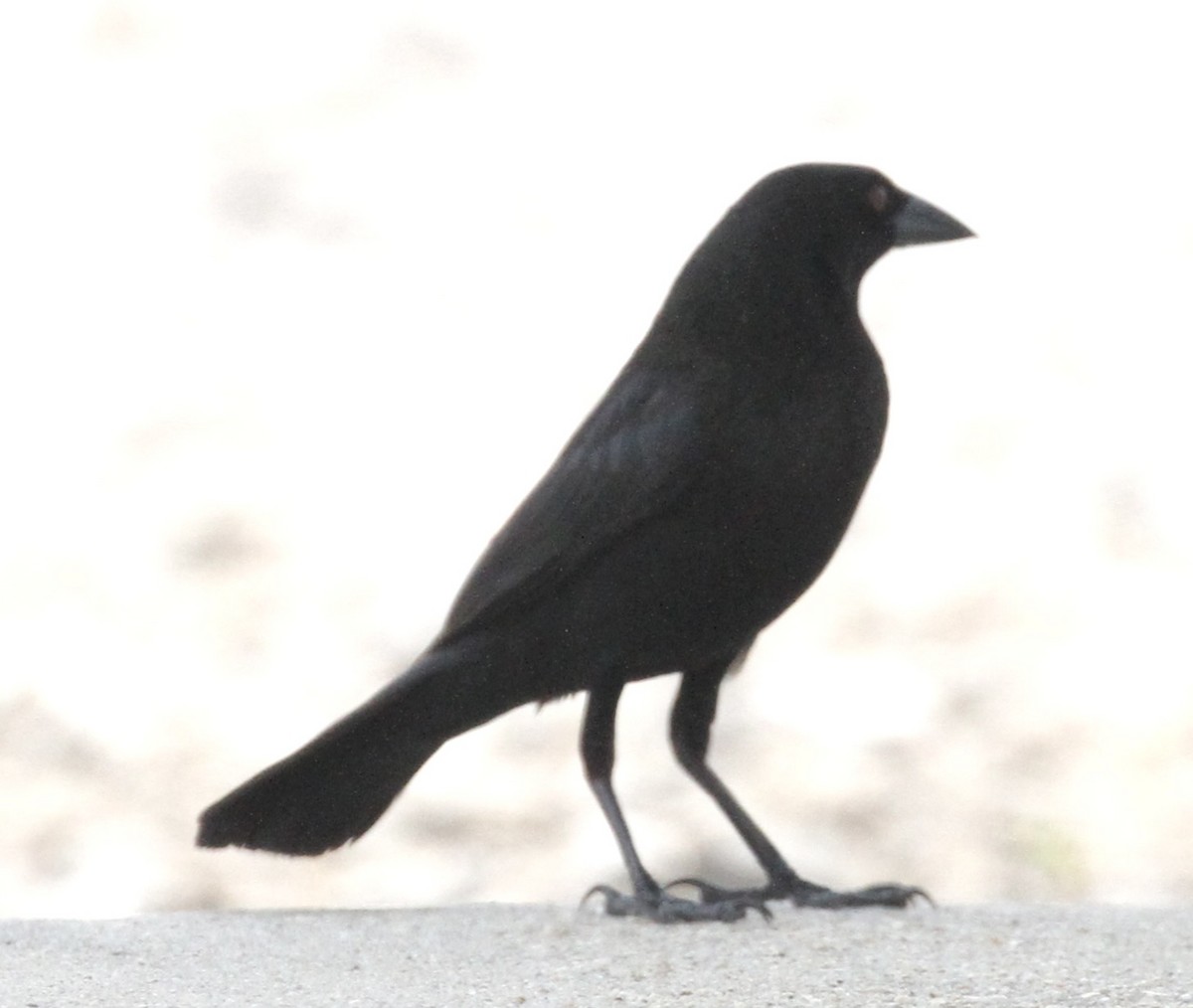 Bronzed Cowbird - William Matthews