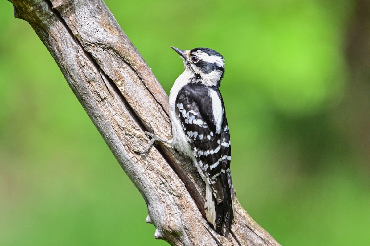 Downy Woodpecker - Serg Tremblay