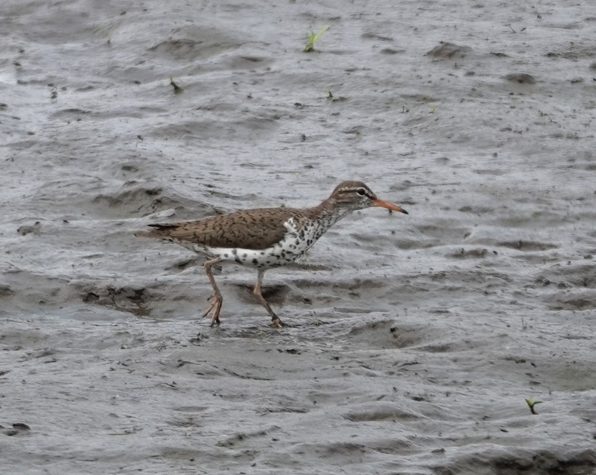 Spotted Sandpiper - Michael DeWispelaere