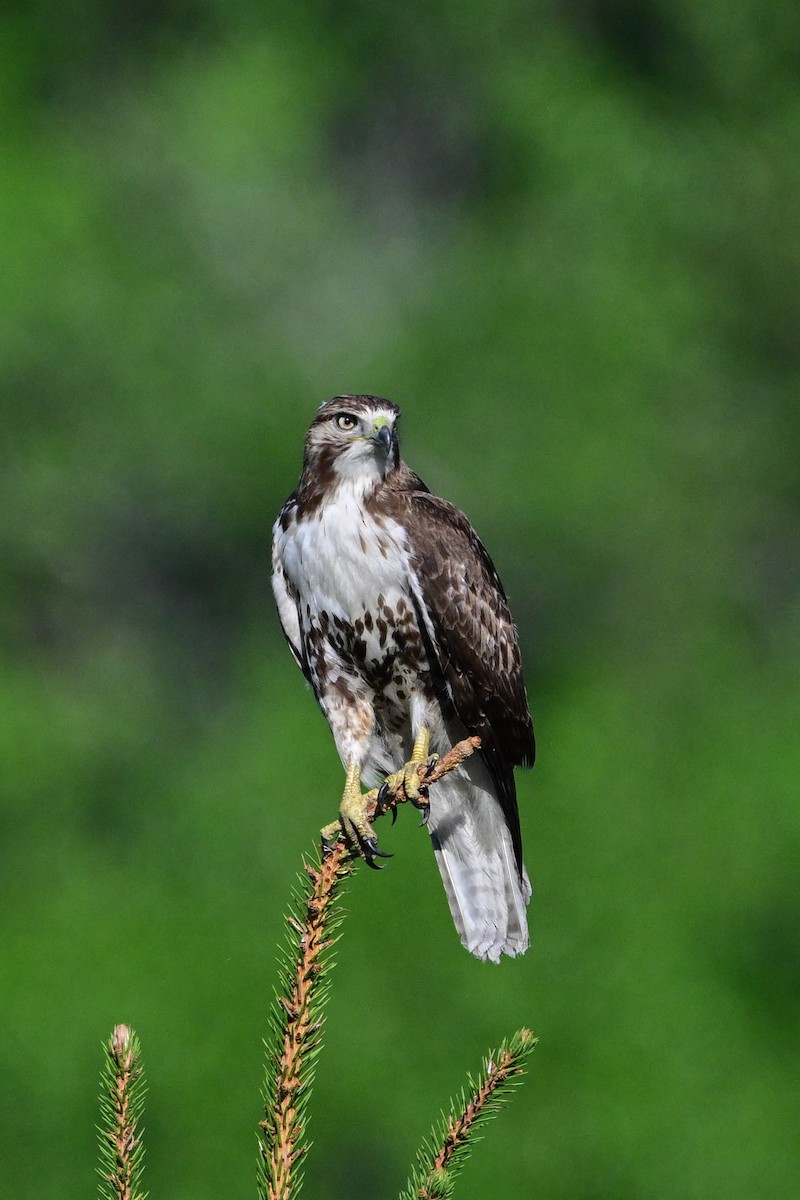 Red-tailed Hawk - Serg Tremblay