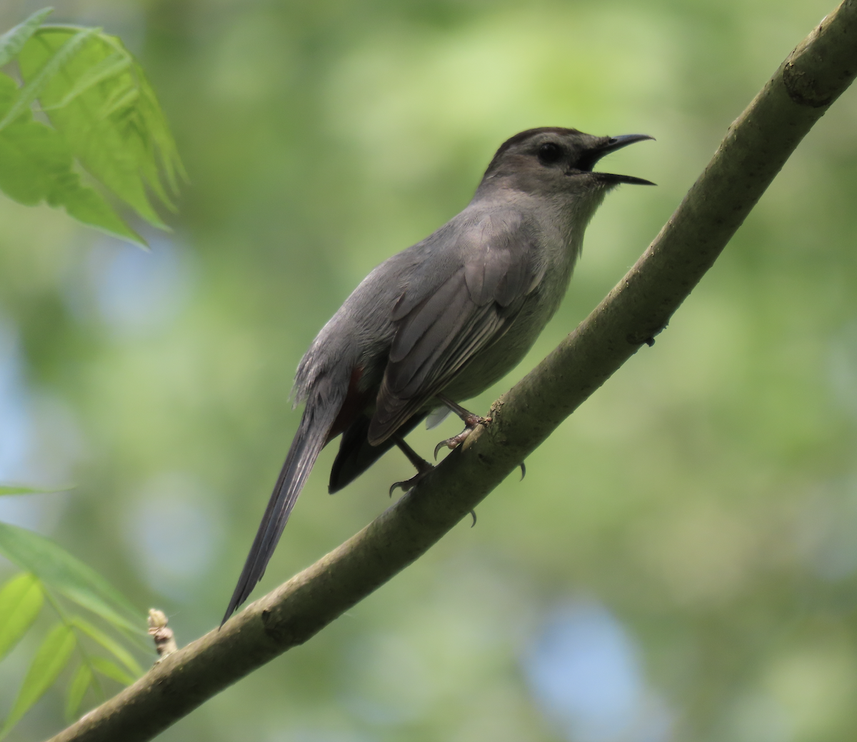 Gray Catbird - ML619462874