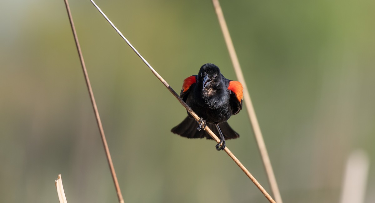 Red-winged Blackbird (Red-winged) - Michael Sadat