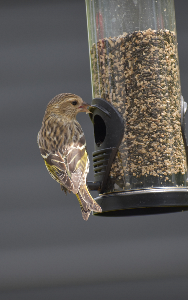 Pine Siskin - Michael Wilson