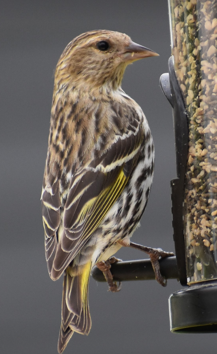 Pine Siskin - Michael Wilson