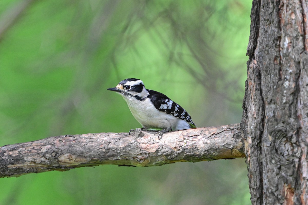 Downy Woodpecker - Serg Tremblay