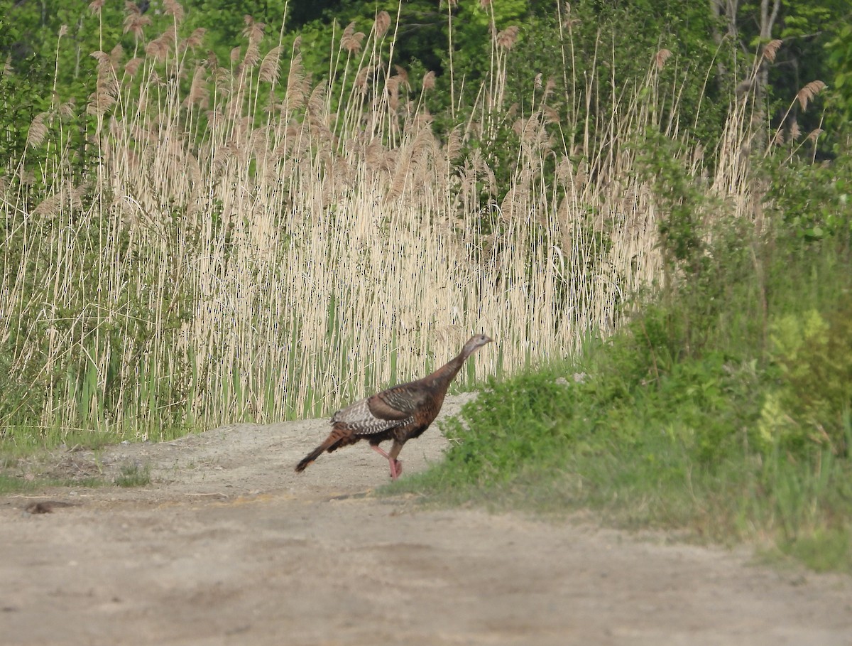 Wild Turkey - Suzie Bergeron