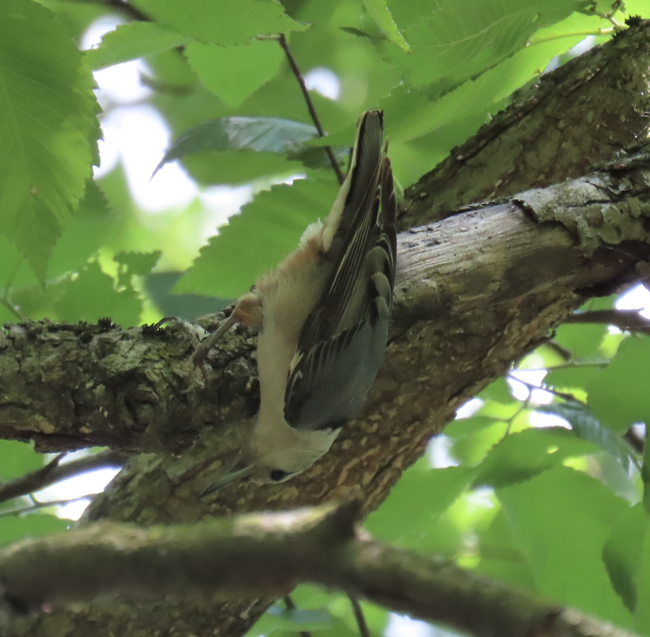 White-breasted Nuthatch - ML619462889