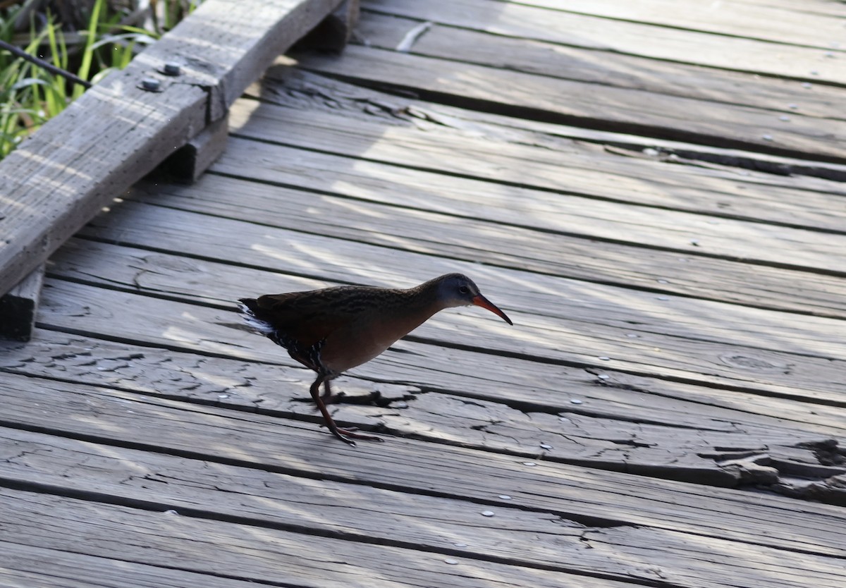 Virginia Rail - ML619462890