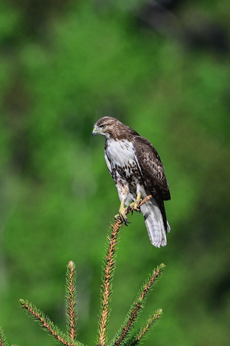 Red-tailed Hawk - Serg Tremblay