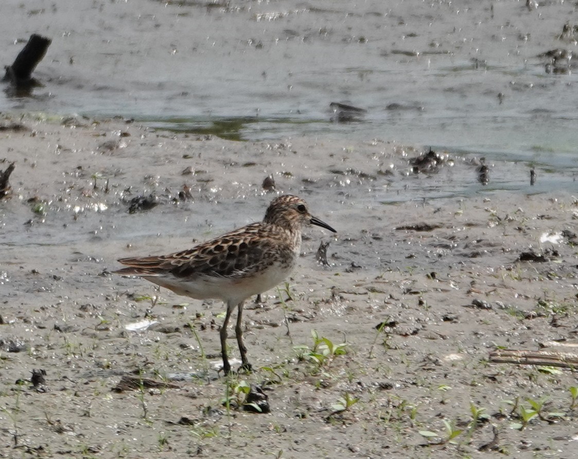 Least Sandpiper - Michael DeWispelaere