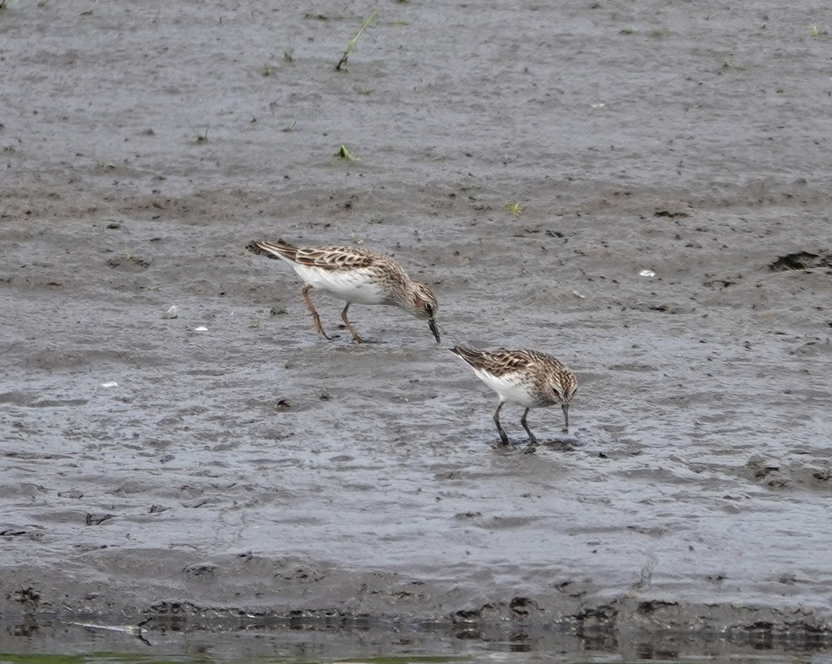 Least Sandpiper - Michael DeWispelaere