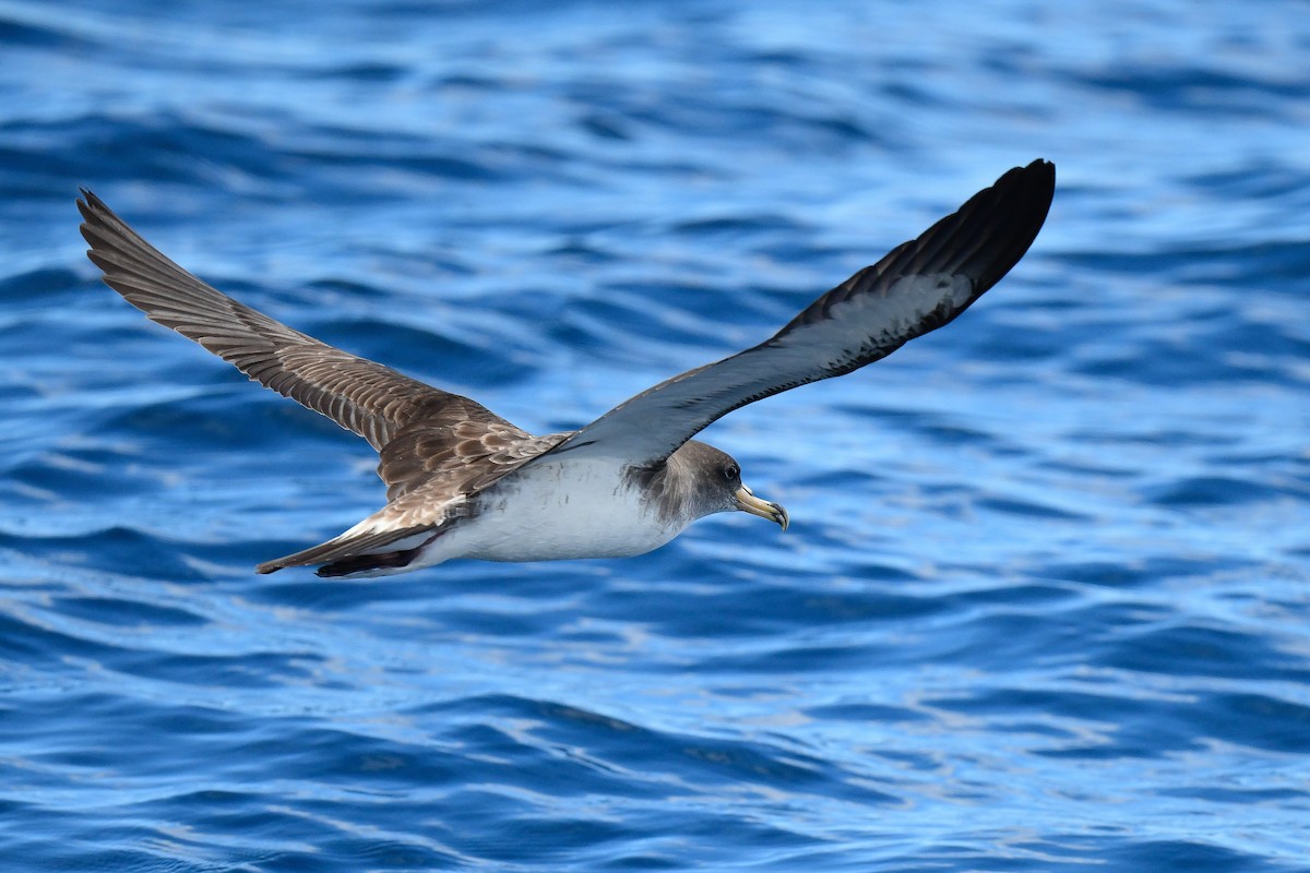 Cory's Shearwater (borealis) - Kate Sutherland