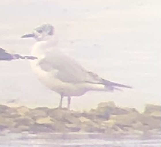 Bonaparte's Gull - Eric Myers