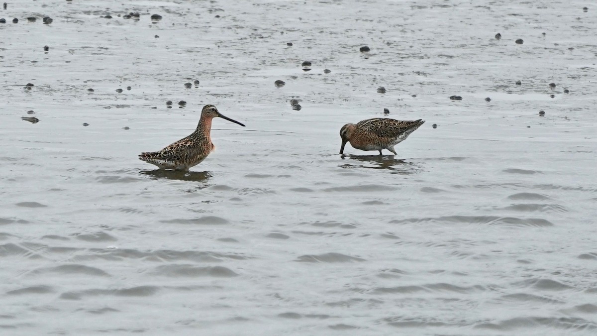 Short-billed Dowitcher - Indira Thirkannad