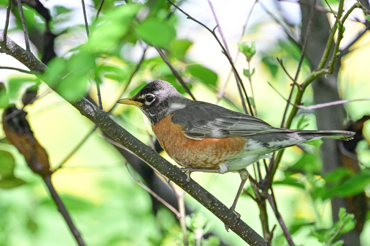 American Robin - Serg Tremblay