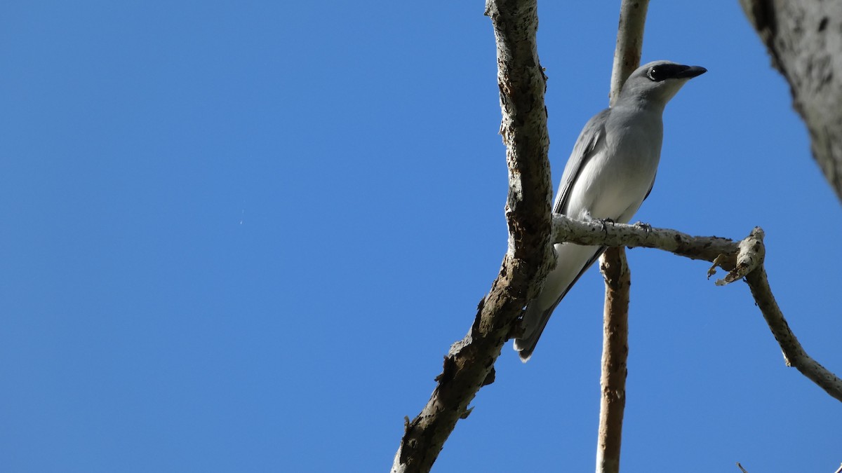 White-bellied Cuckooshrike - Morgan Pickering