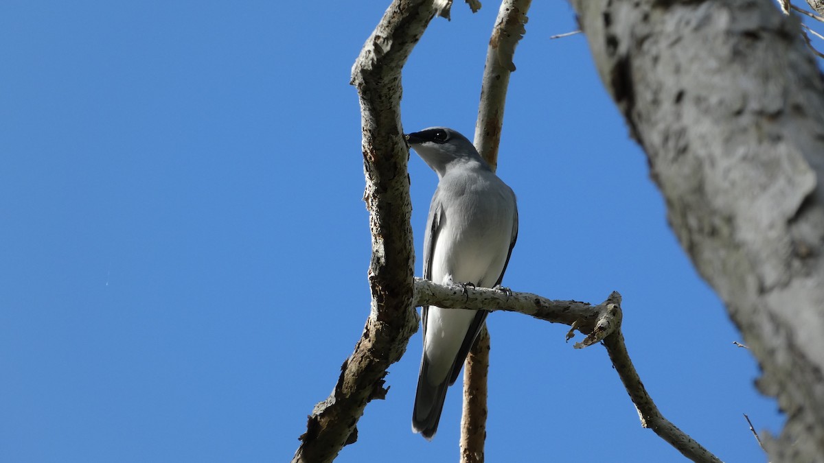 White-bellied Cuckooshrike - Morgan Pickering