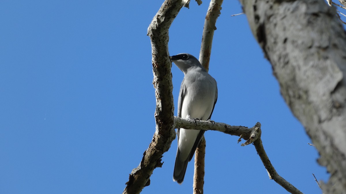 White-bellied Cuckooshrike - ML619462914