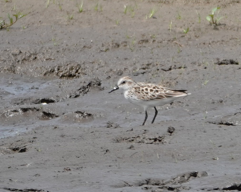 Semipalmated Sandpiper - Michael DeWispelaere