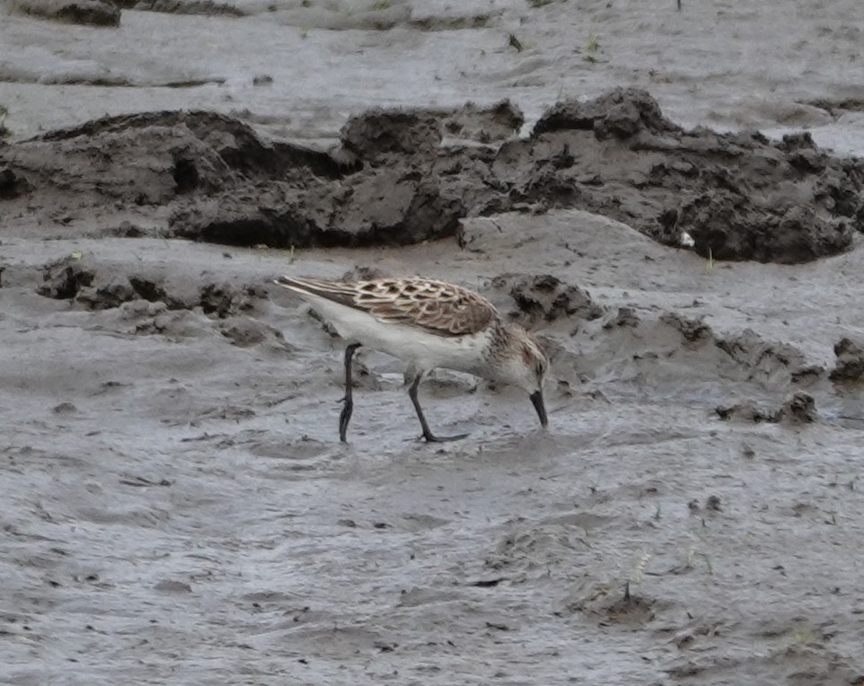 Semipalmated Sandpiper - Michael DeWispelaere